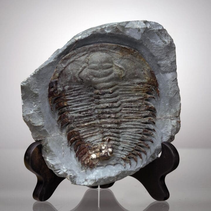 Paradoxides Trilobite Fossil