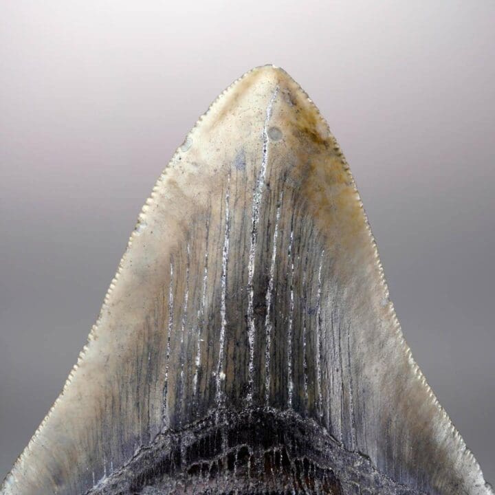 Megalodon Tooth – 4" High – Ver. 1 - Image 5