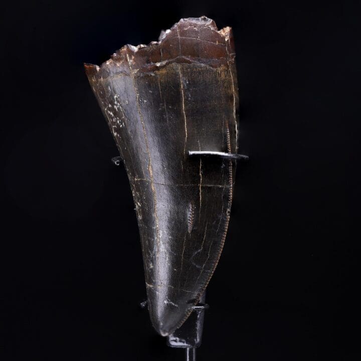 T-Rex Tooth