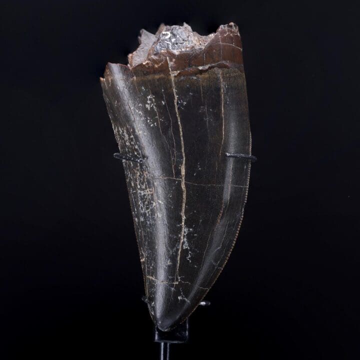 T-Rex Tooth - Image 2