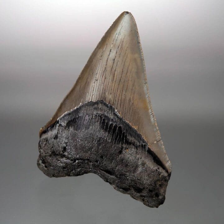 Megalodon Tooth – 4" High – Ver. III - Image 3
