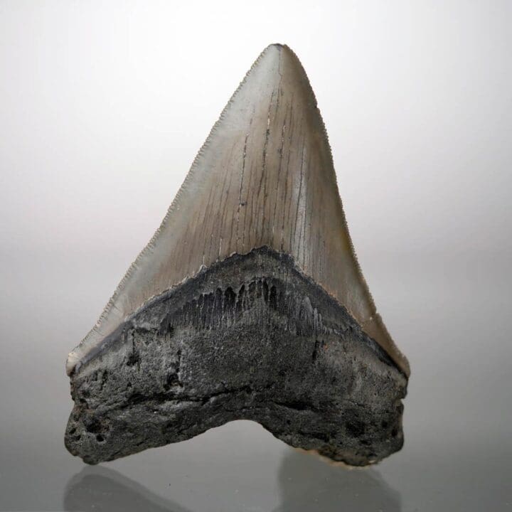 Megalodon Tooth – 4" High – Ver. III