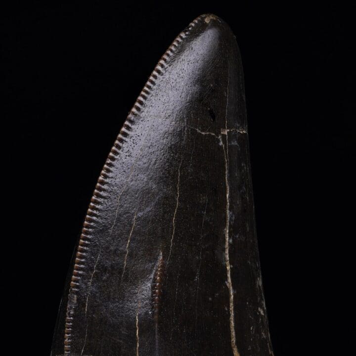 T-Rex Tooth - Image 7