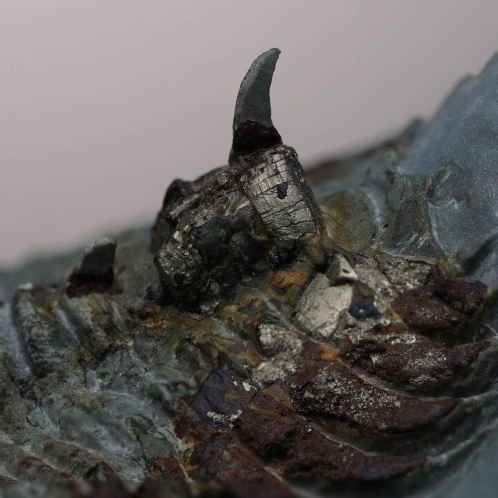 Paradoxides Trilobite Fossil - Image 4