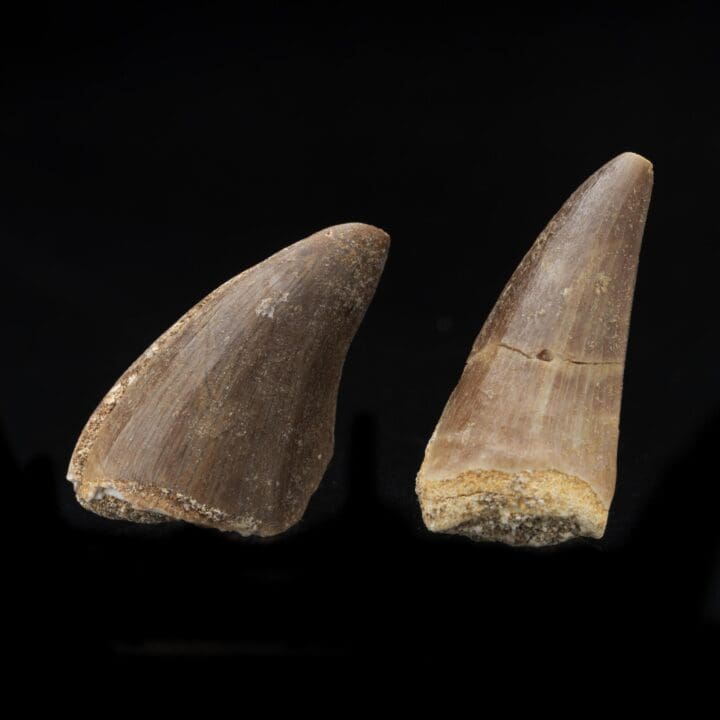 Mosasaurus Teeth Fossil in Collector's Box - Image 2