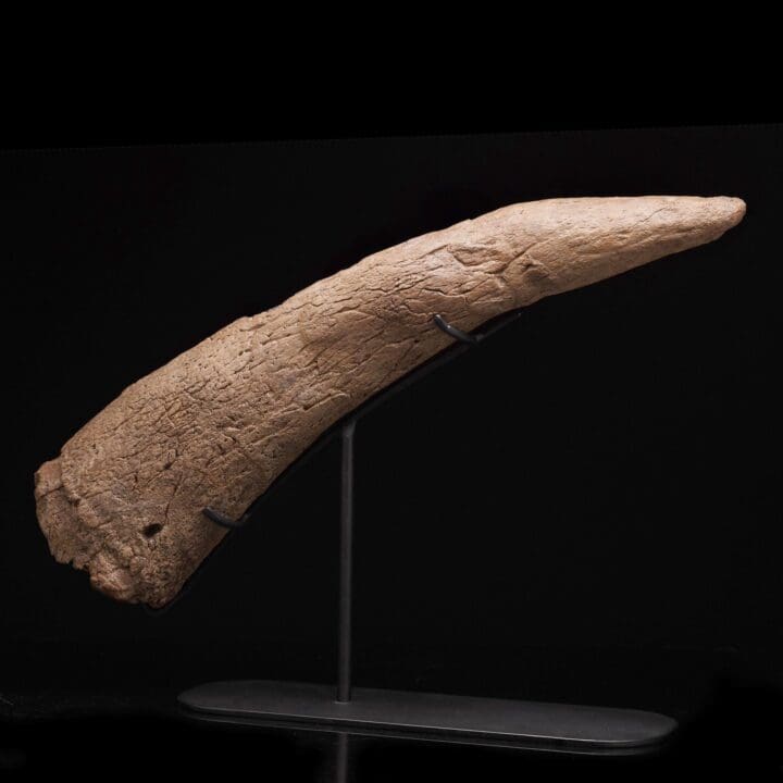 Authentic Medusaceratops Iokii Brow Horn Fossil - Image 3