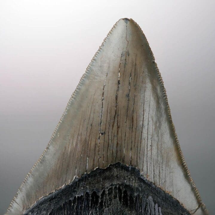 Megalodon Tooth – 4" High – Ver. III - Image 5