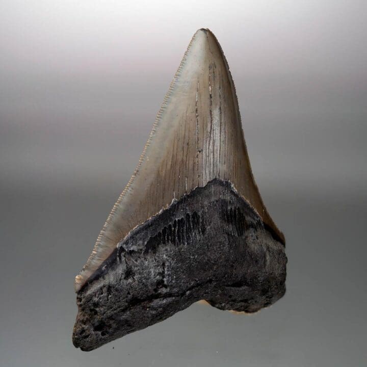 Megalodon Tooth – 4" High – Ver. III - Image 2