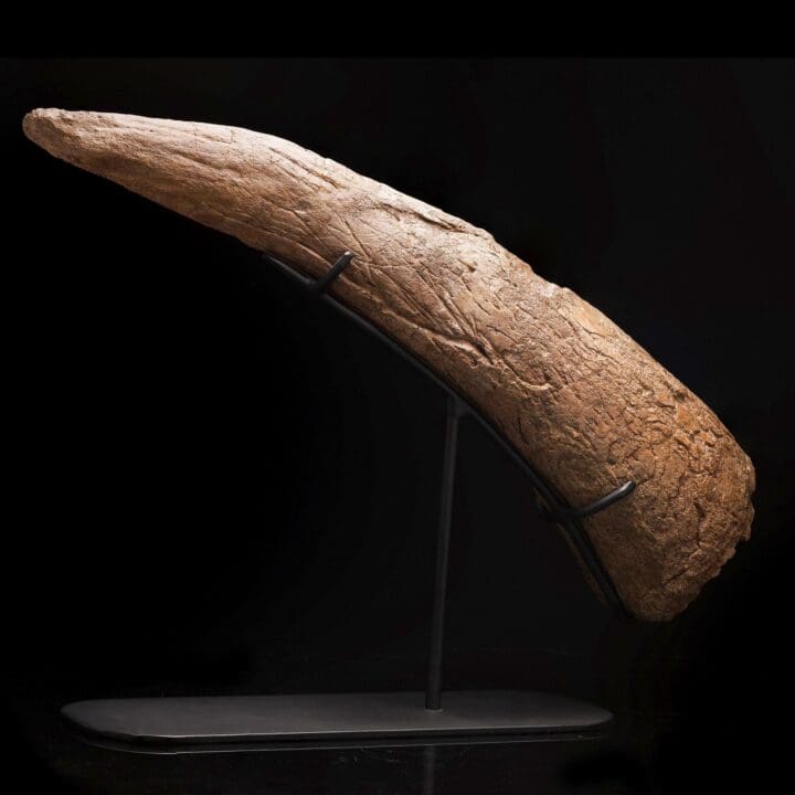 Authentic Medusaceratops Iokii Brow Horn Fossil - Image 2