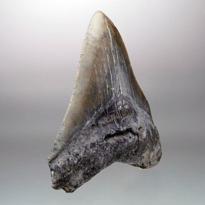 Megalodon Tooth – 4" High – Ver. 1 - Image 3