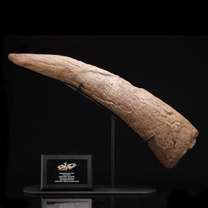 Authentic Medusaceratops Iokii Brow Horn Fossil