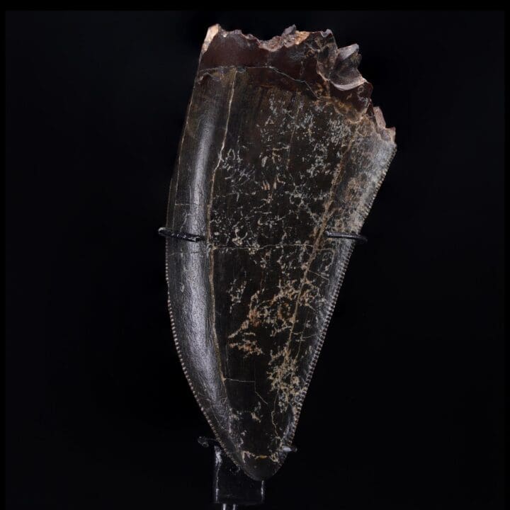 T-Rex Tooth - Image 5
