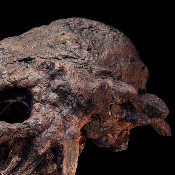 Pachycephalosaurus Skull - (Pachy) - Image 4