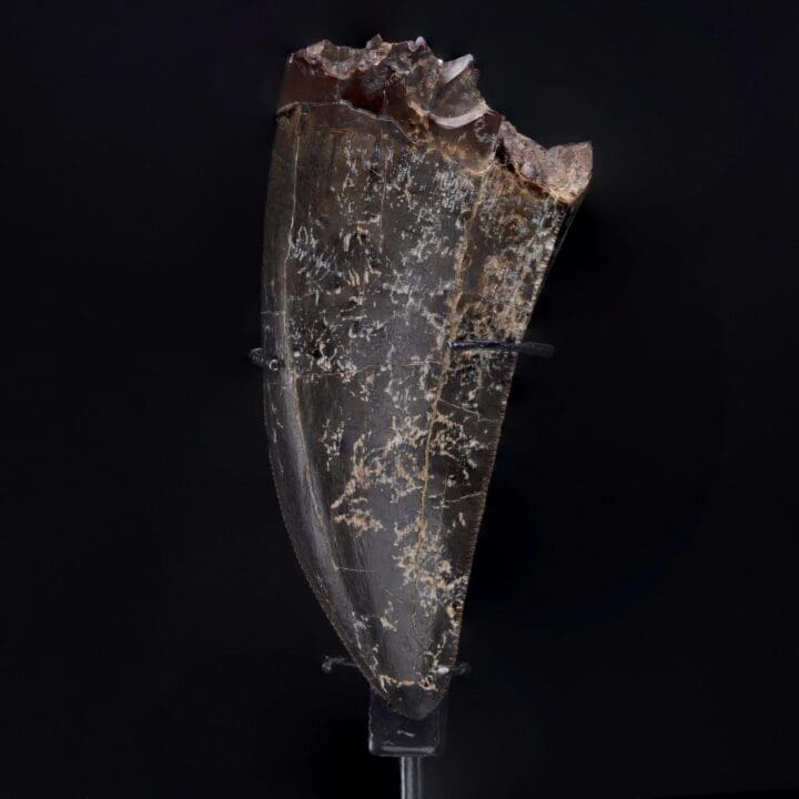 T-Rex Tooth - Image 6