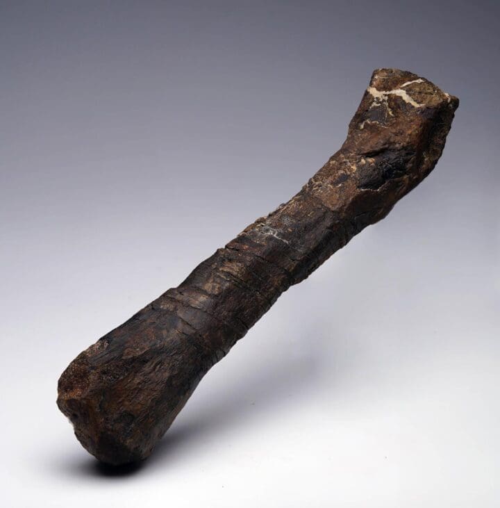 Camptosaurus Metatarsal - Image 4