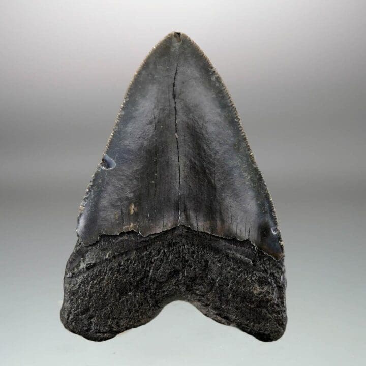Megalodon Tooth – 4.31" High - Image 4