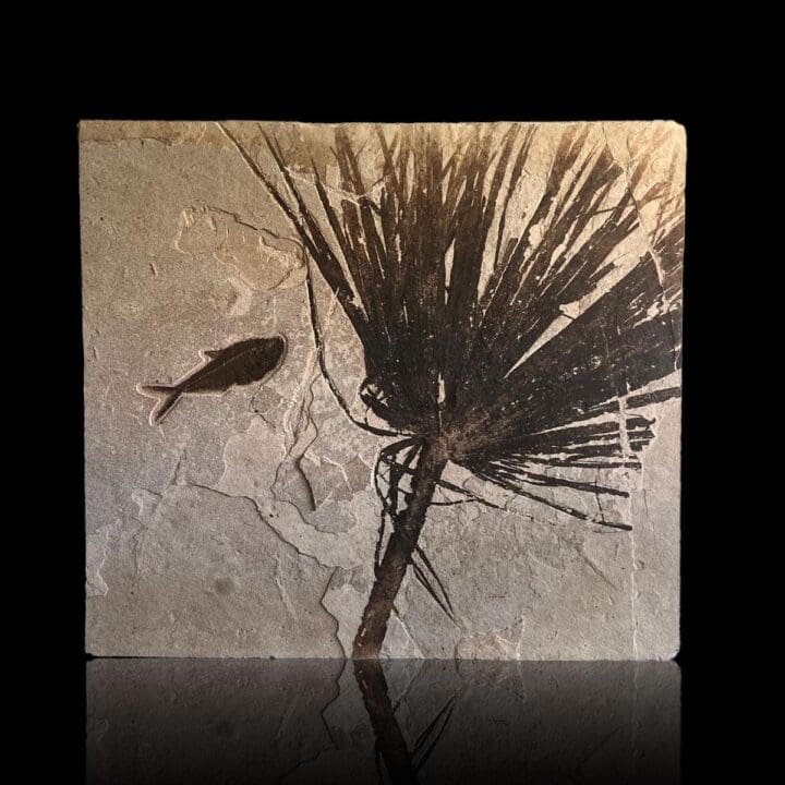 Palm Frond Fossil With Diplomystus