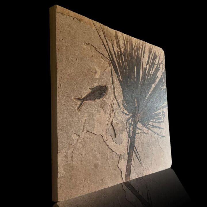 Palm Frond Fossil With Diplomystus - Image 4