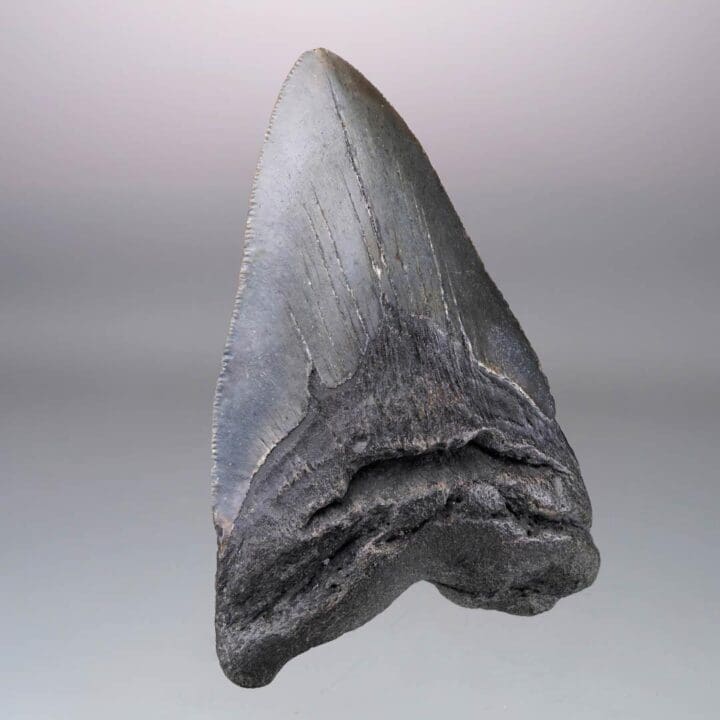 Megalodon Tooth – 4.31" High - Image 3