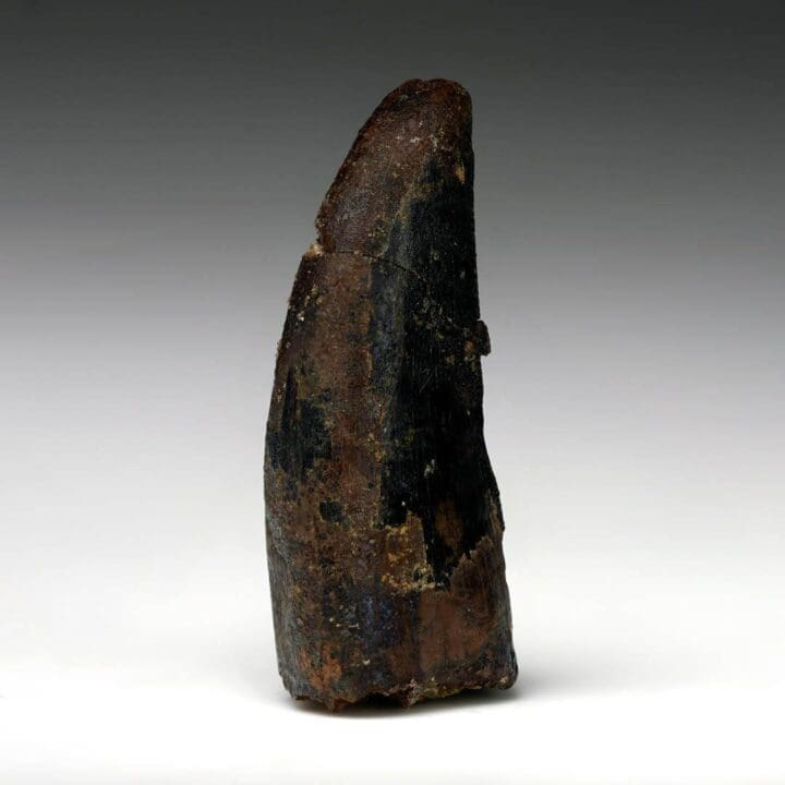 Nanotyrannosaurus Lancensis Tooth - Image 2