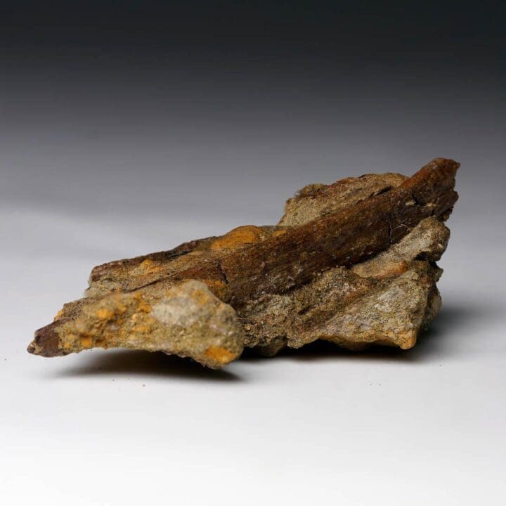 Raptor Rib Fossil in Matrix