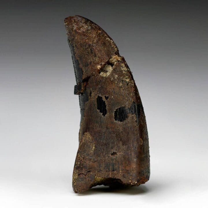 Nanotyrannosaurus Lancensis Tooth - Image 3