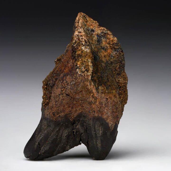 Fully Rooted Triceratops Tooth - Image 4