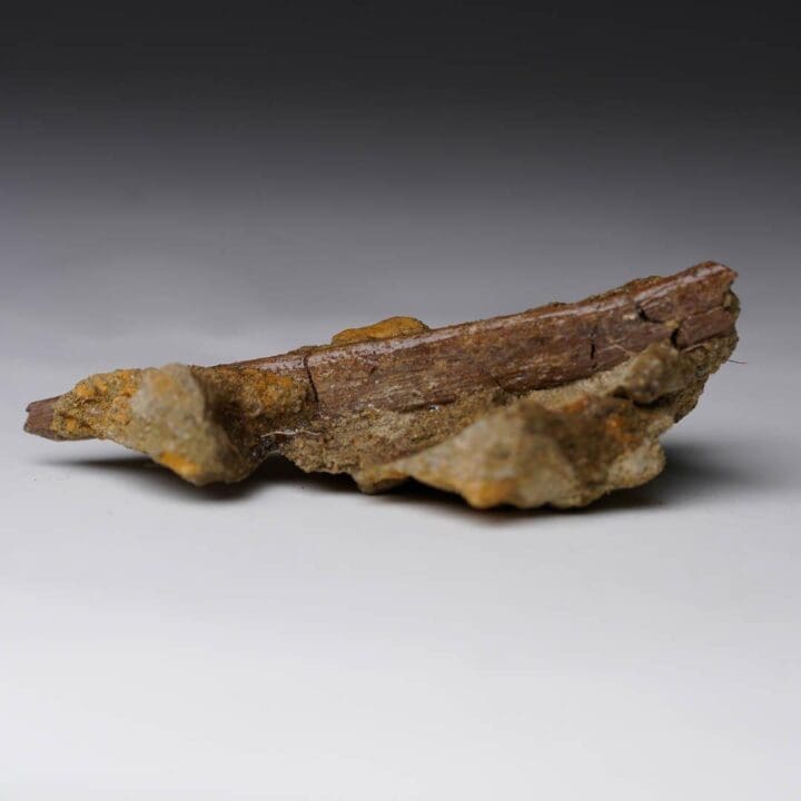 Raptor Rib Fossil in Matrix - Image 2