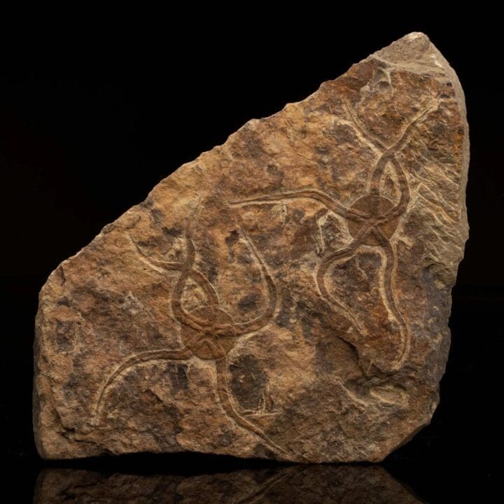 Brittle Starfish Fossil Plate
