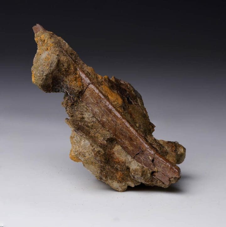 Raptor Rib Fossil in Matrix - Image 3