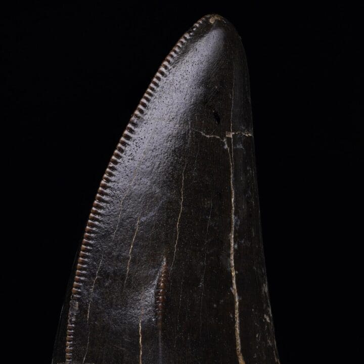 T-Rex Tooth - Image 7