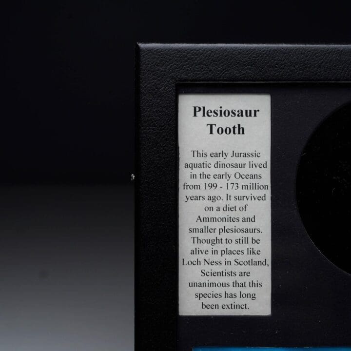 Plesiosaur Tooth Fossil in Collector's Box - Image 4