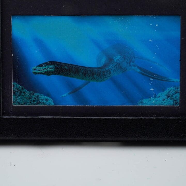 Plesiosaur Tooth Fossil in Collector's Box - Image 3