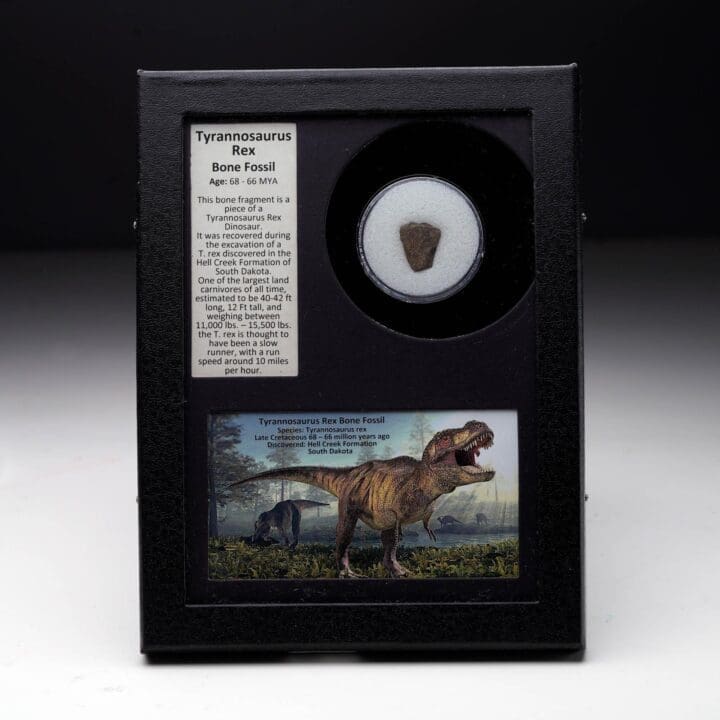 Authentic Tyrannosaurus Rex Fossil in Collector's Box
