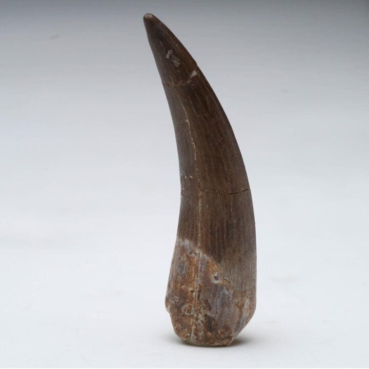 Plesiosaur Tooth Fossil in Collector's Box - Image 2