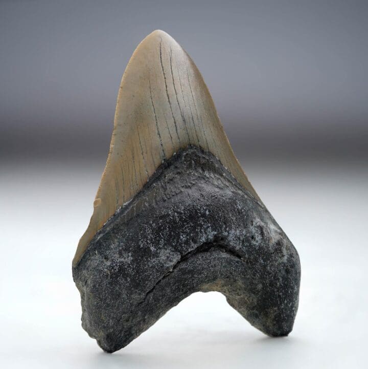 Megalodon Tooth // 4.25" High // 5 to 10 Million Years Old - Image 3