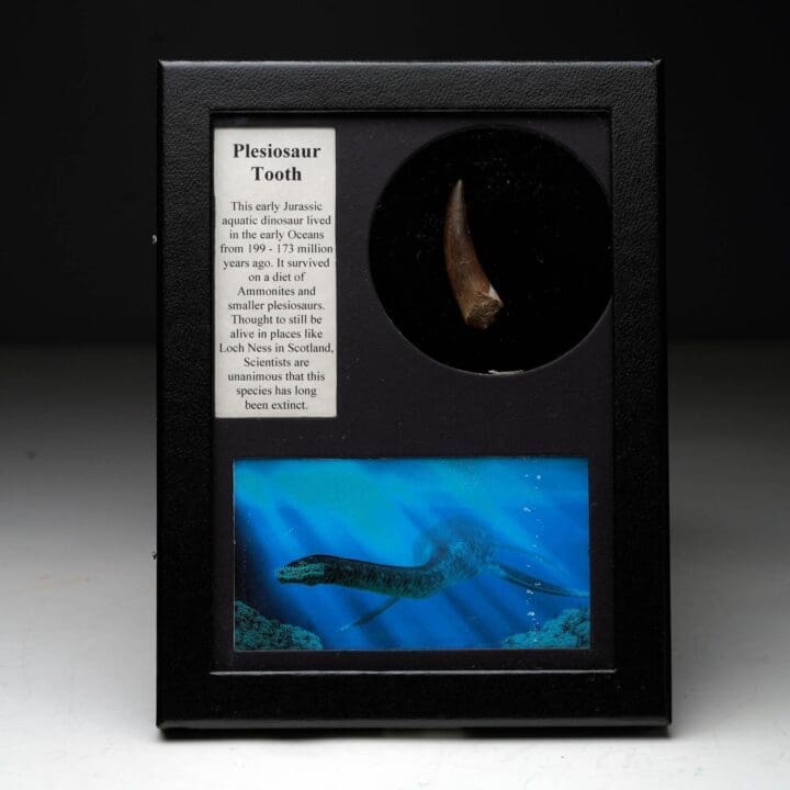 Plesiosaur Tooth Fossil in Collector's Box