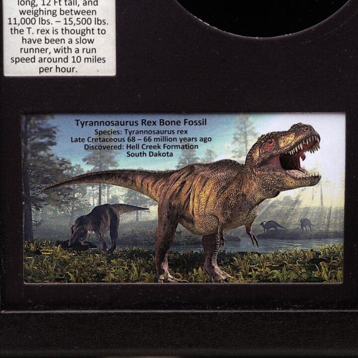 Authentic Tyrannosaurus Rex Fossil in Collector's Box - Image 3