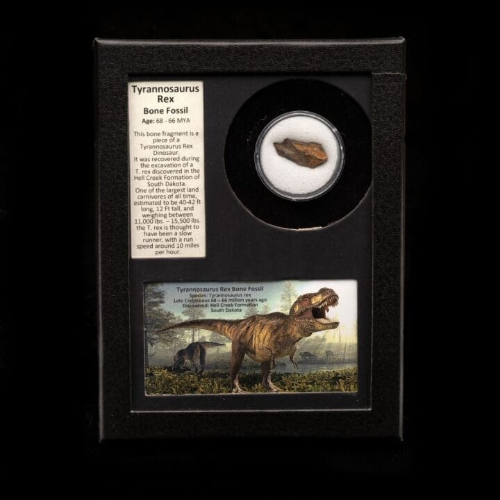 Authentic Tyrannosaurus Rex Fossil in Collector's Box - Image 5